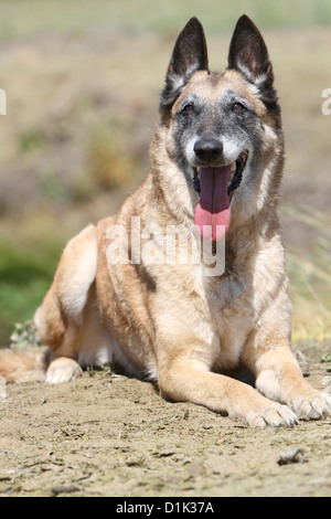 Chien Berger Belge Malinois couché vieux adultes Banque D'Images