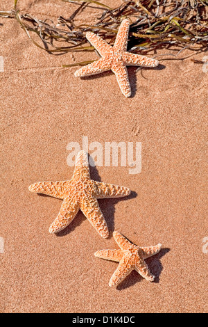 Étoile de mer sur la plage Banque D'Images