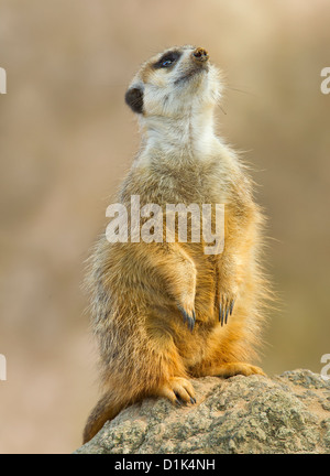 Image d'un meerkat debout sur un rocher Banque D'Images