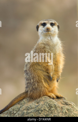 Image d'un meerkat debout sur un rocher Banque D'Images