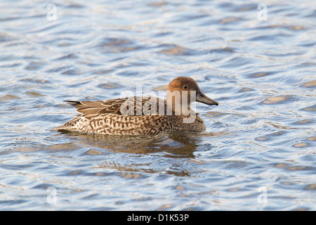 Le Canard pilet Anas acuta Shetland, Écosse, Royaume-Uni Banque D'Images