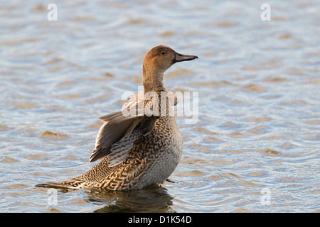 Le Canard pilet Anas acuta Shetland, Écosse, Royaume-Uni Banque D'Images