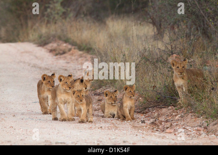 Lion cubs (Panthera leo). Bothabelo bed and breakfast réserve naturelle privée, Parc National Kruger, Limpopo, Afrique du Sud. Banque D'Images