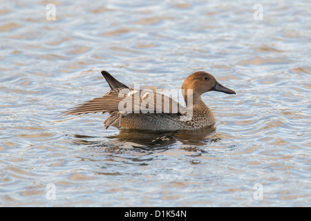 Le Canard pilet Anas acuta Shetland, Écosse, Royaume-Uni Banque D'Images