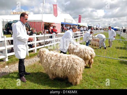 Moutons dans la plume de jugement au royal cornwall show, wadebridge, Cornwall, uk Banque D'Images