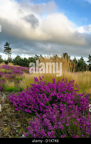 Heather Bell et les herbes sur la lande à Arne dans Dorset Banque D'Images