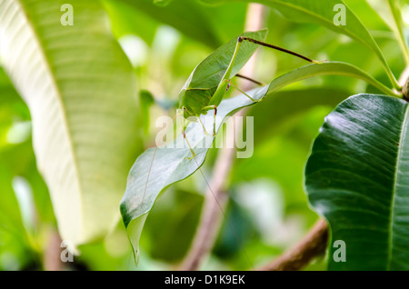 Gros plan du grand green cricket marcher sur les feuilles vertes dans le nord de la Thaïlande Banque D'Images