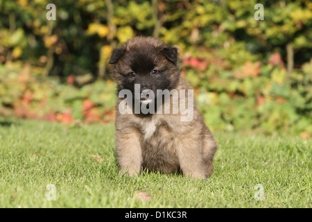 Chien Berger Belge Tervueren Tervuren / puppy sitting on grass Banque D'Images