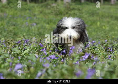 Chien Colley barbu / Beardie hot Banque D'Images