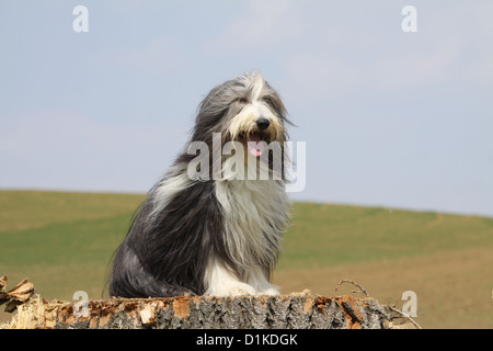 Chien Colley barbu / Beardie hot assis sur un bois Banque D'Images