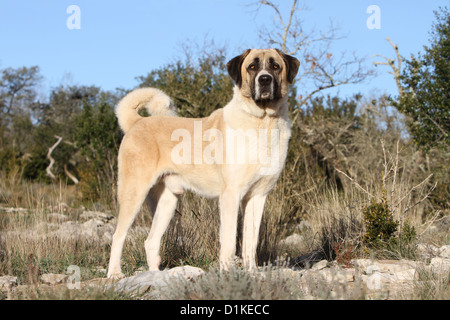 Chien chien berger d'Anatolie Kangal turc Karabash / / adultes debout Banque D'Images