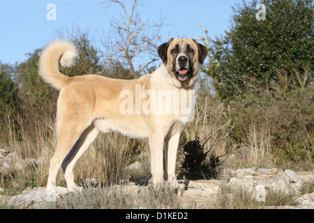 Chien chien berger d'Anatolie Kangal turc Karabash / / adultes profil standard Banque D'Images