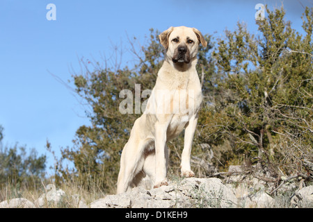 Chien chien berger d'Anatolie Kangal turc Karabash / / adultes debout Banque D'Images