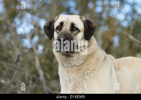 Chien chien berger d'Anatolie Kangal turc Karabash / / portrait adultes Banque D'Images