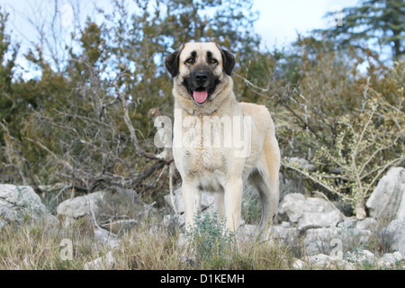 Chien chien berger d'Anatolie Kangal turc Karabash / / adultes debout Banque D'Images