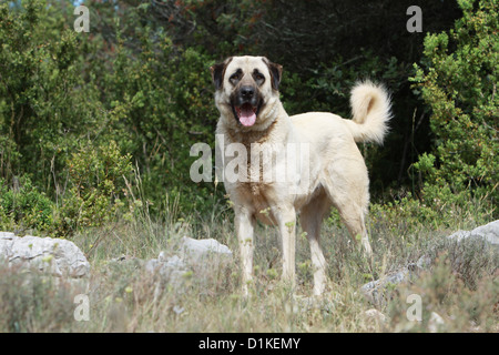 Chien chien berger d'Anatolie Kangal turc Karabash / / adultes debout Banque D'Images