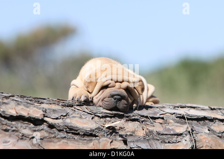 Chiot Chien Shar Pei couché sur un bois rouge-rouge fauve fauve Banque D'Images