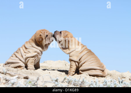 Chien Shar Pei fauve deux chiots qui sont des baisers Banque D'Images