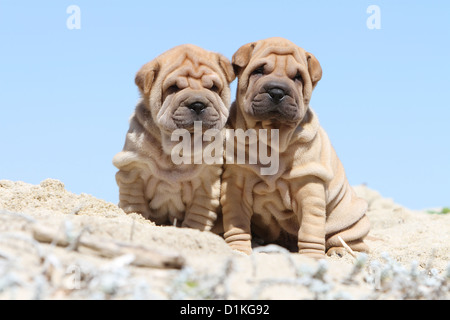 Chien Shar Pei deux chiots fawn assis Banque D'Images
