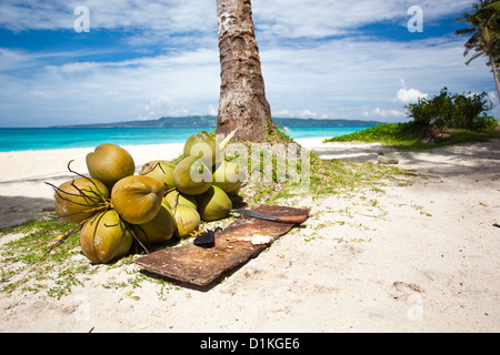 Coco sur plage sous palm tree Banque D'Images