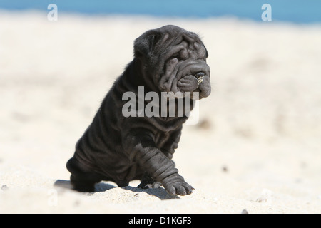 Chiot Chien Shar Pei noir assis sur la plage Banque D'Images