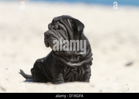 Chiot Chien Shar Pei noir assis sur la plage Banque D'Images