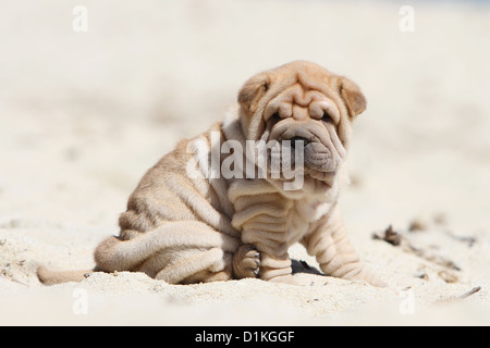 Chien Shar Pei fauve chiot assis sur la plage Banque D'Images