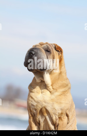 Portrait de chien Shar Pei profil adultes sable fauve Banque D'Images