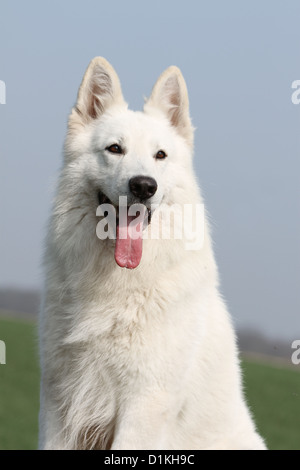 Chien Berger Blanc Suisse Berger Blanc Suisse face portrait adultes Banque D'Images