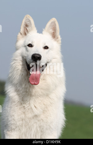 Chien Berger Blanc Suisse Berger Blanc Suisse face portrait adultes Banque D'Images