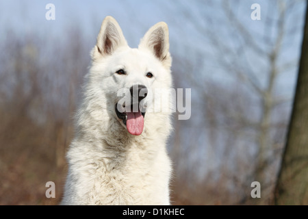 Chien Berger Blanc Suisse Berger Blanc Suisse face portrait adultes Banque D'Images