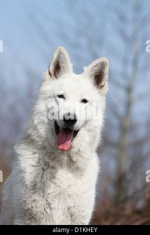 Chien Berger Blanc Suisse Berger Blanc Suisse face portrait adultes Banque D'Images