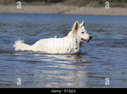 Berger Blanc Suisse / Chien Berger Blanc Suisse natation Banque D'Images