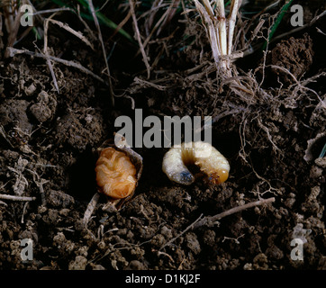 Scarabée japonais (Popillia japonica) grub (larve) et la nymphe dans le sol Banque D'Images