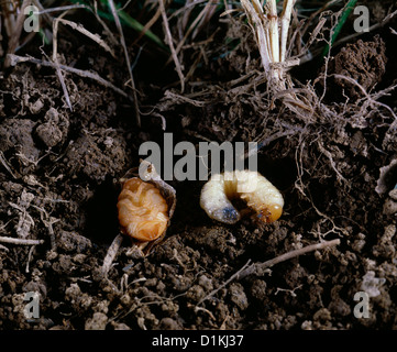 Scarabée japonais (Popillia japonica) grub (larve) et la nymphe dans le sol Banque D'Images