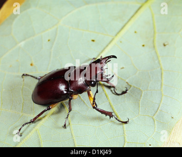 Stag beetle bug ou de pincement (pseudolucanus capreolus capreolus) mâle/lucanus sur feuille / 2x spécimen vivant en studio Banque D'Images