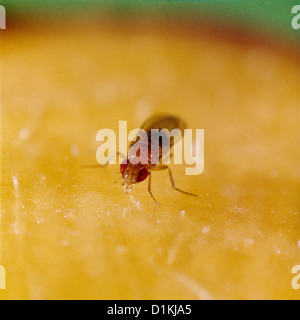 Mouche des fruits ou du vinaigre (Drosophila melanogaster), mâle, rouge-eyed (sauvage) ; adulte ; produits autour de fruits et chambre / studio Banque D'Images