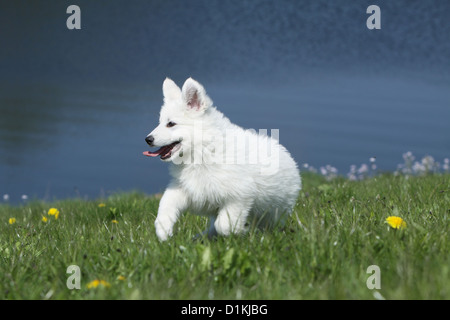 Berger Blanc Suisse / Chien Berger Blanc Suisse chiot running on grass Banque D'Images