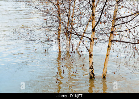 Les inondations de la rivière. Les arbres dans l'eau d'inondation sur la rivière Trent, Nottingham, England, UK Banque D'Images