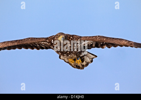 Close up of pygargue à queue blanche (Haliaeetus albicilla) flying juvéniles en hiver Banque D'Images