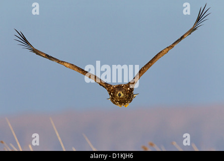 Pygargue à queue blanche (Haliaeetus albicilla) flying juvéniles en hiver Banque D'Images