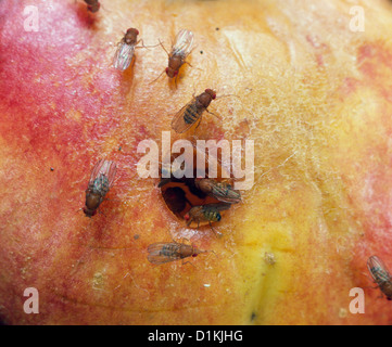 Mouche des fruits ou du vinaigre (Drosophila melanogaster) adultes sur apple crevé ; produits autour de fruits et des ménages / studio Banque D'Images