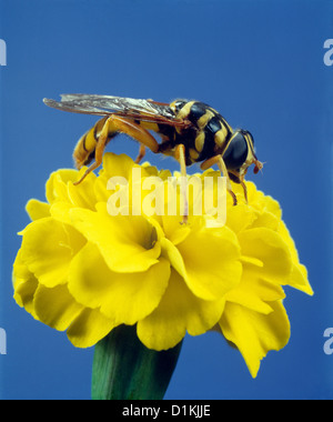 Fleur, syrphe voler ou hoverfly (milesia virginiensis) adulte sur marigold / studio Banque D'Images