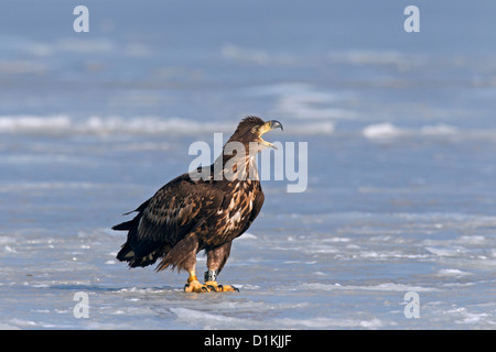 Le phoque annelé pygargue à queue blanche (Haliaeetus albicilla) enfants avec des bandes sur les jambes appelez de glace du lac gelé en hiver Banque D'Images