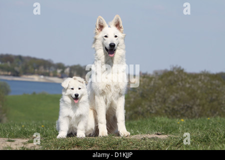 Chien Berger Blanc Suisse Berger Blanc Suisse chiots et adultes Banque D'Images