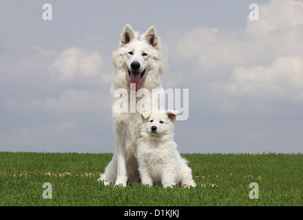 Chien Berger Blanc Suisse Berger Blanc Suisse chiots et adultes Banque D'Images