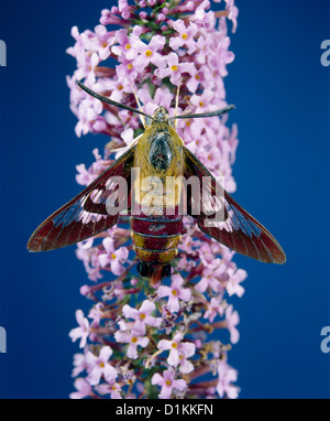 L'aile claire hummingbird moth (hemaris thysbe) de nectar sur l'arbre aux papillons adultes Banque D'Images