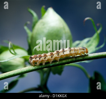 Tordeuse du tabac, de l'épi du maïs, la pyrale de la tomate, le coton ou le soja (podworm bollworm Heliothis virescens) larve sur feuilles de coton Banque D'Images