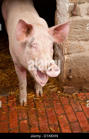 Porc cochon rose en étable à Beamish Museum. Le comté de Durham, Angleterre Banque D'Images