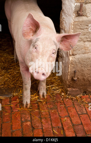 Porc cochon rose en étable à Beamish Museum. Le comté de Durham, Angleterre Banque D'Images